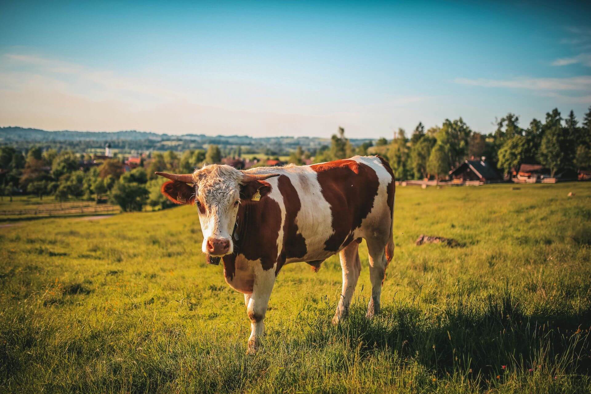 Český strakatý skot